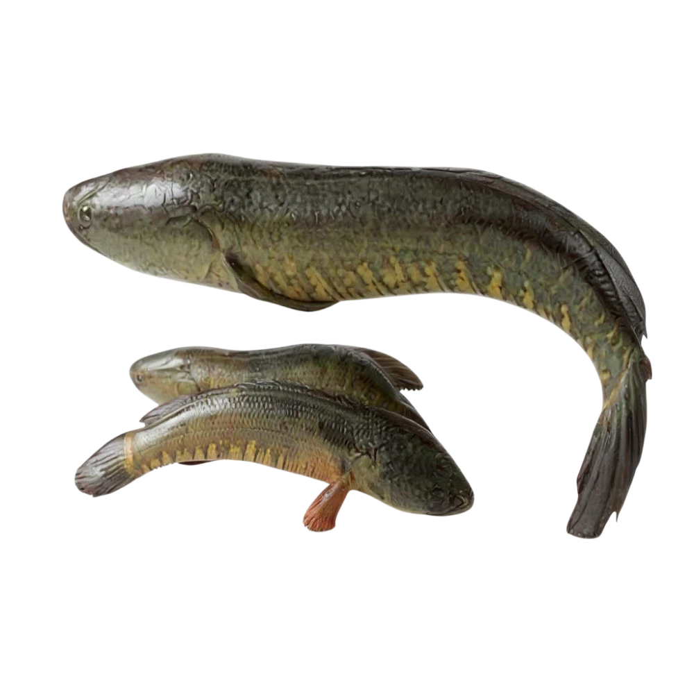Shol Fish (cut) 500g